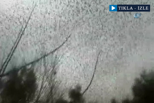 Kuşların deprem bölgesinden kaçışı görüntülendi