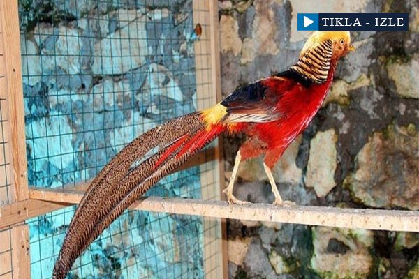 40 çeşit kuşa bakıyor