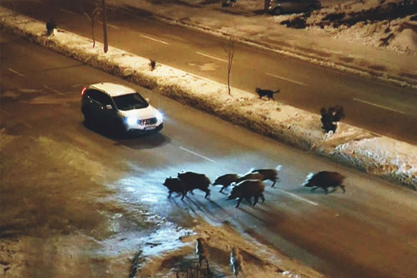 Domuzlar karayoluna indi