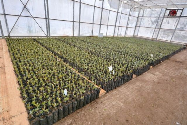 Balıkesir'de 2017 Yılında 128 Bin adet fidan aşılanacak