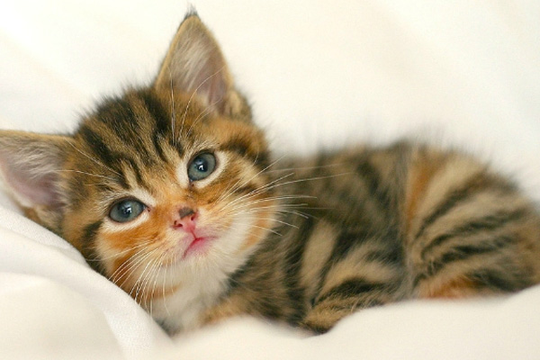 Hindistan'da kedi deneyi hayvanseverleri kızdırdı