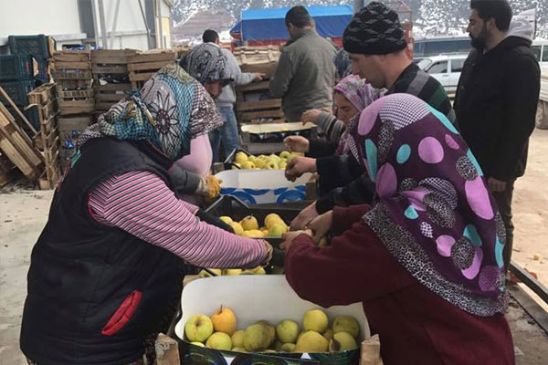 Irak’a 40 ton elma ihraç edildi