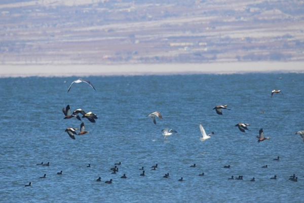 60 bin su kuşu sayıldı