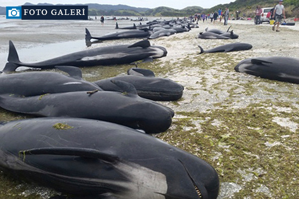 Yeni Zelanda'da yüzlerce balina telef oldu