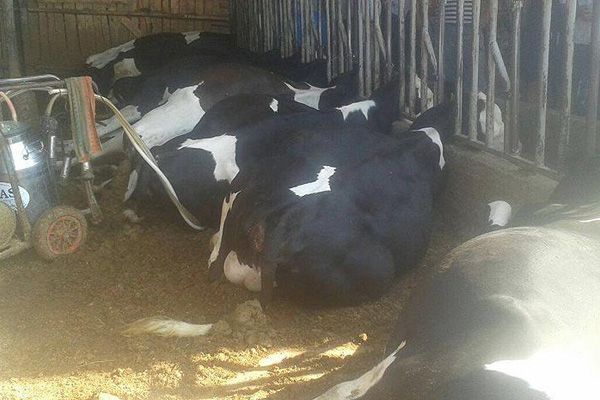 Toplanan inek sütü miktarı geçen yıl arttı