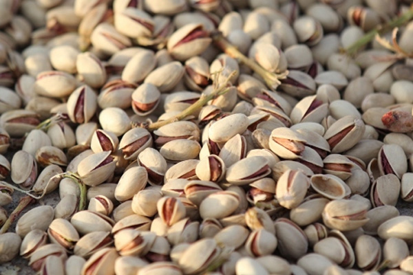 400 ton Antep fıstığını çalan kişi yakalandı