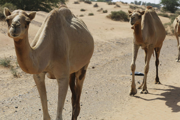 Bu uygulama çok tartışılacak! Mülteciler uyum sağlasın diye...
