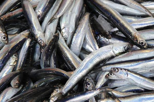 'Omega 3 haplarının kaynağı Karadeniz hamsisi'
