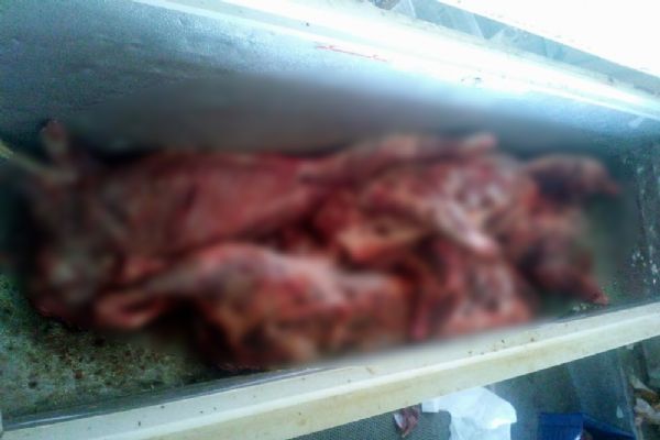 200 kilogram kaçak domuz eti ele geçirildi