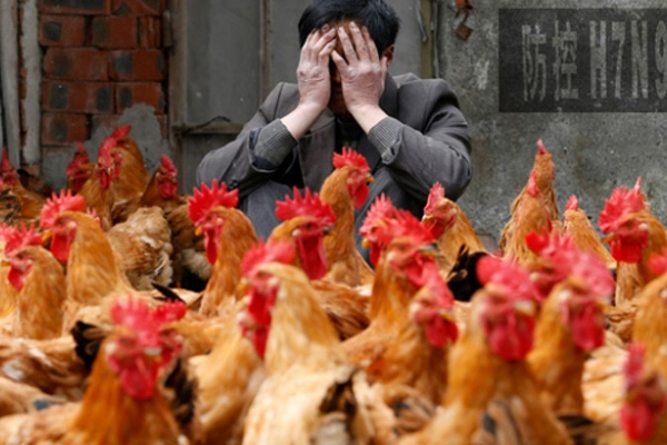 Çin'de kuş gribinden 106 kişi hayatını kaybetti