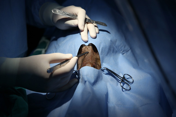 Mikro cerrahiyle köpeğin burun tümörü alındı