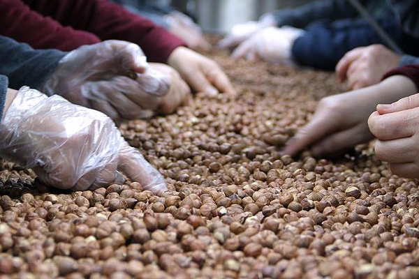 Fındık üreticilerine ek ödeme