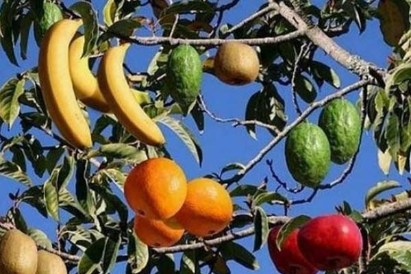 40 farklı meyve veren ağaç!