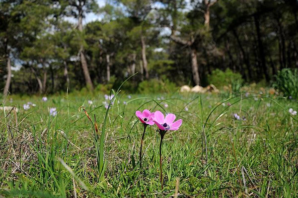 İlk cemre havaya düştü