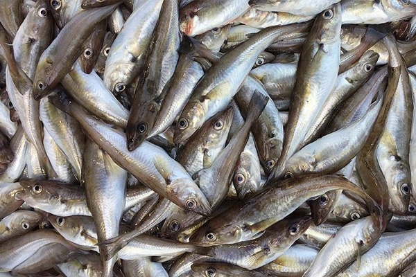 Mezgit tezgahlardaki yerini almaya başladı