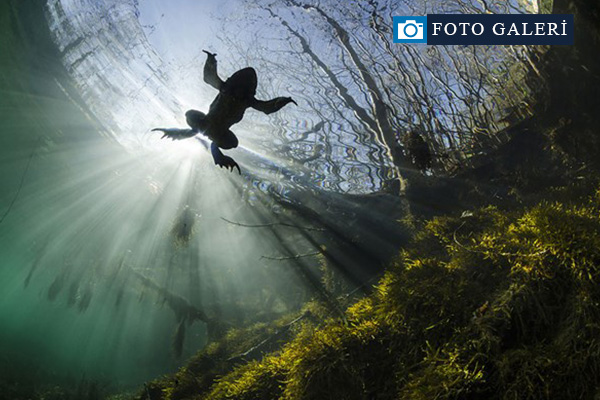 2017'nin en iyi sualtı fotoğrafları seçildi