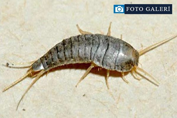 Böceklerden kurtulmanın doğal yolları