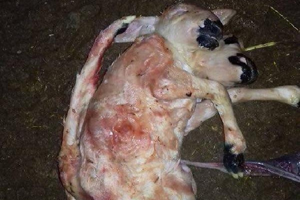 Çift başlı ve 6 ayaklı kuzu görenleri hayrete düşürdü!