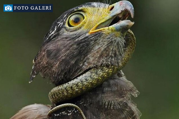 Yılanı yemeye çalışırken canından oluyordu!