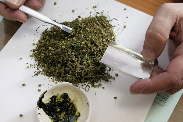 Hollanda'da artık esrarı devlet üretecek