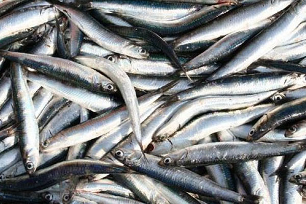 30 yıldır böyle fiyat görülmedi