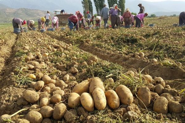 Patates üreticilerinin gözü ihracatta