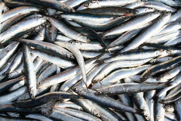 Hamsi sevenlere müjde