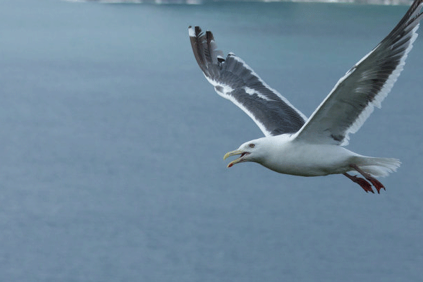 Plastik deniz kuşlarını etkiliyor