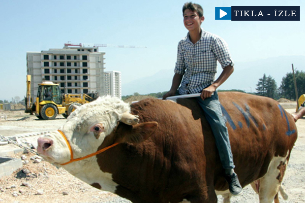 Otomobil fiyatına kurbanlık boğa