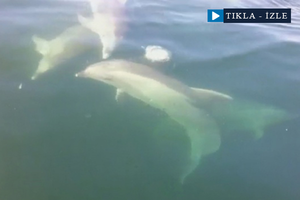 Yunusları hiç böyle görmediniz