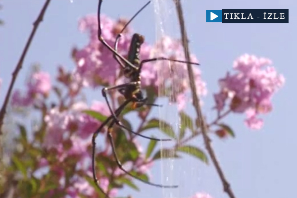Örümcek kurbağayı ağına böyle düşürdü