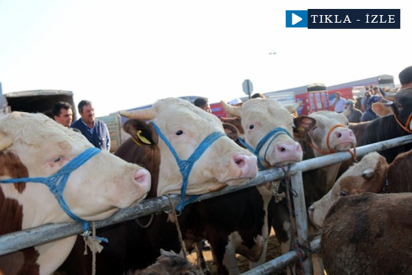 'Kurbanlık temininde sıkıntı yok'