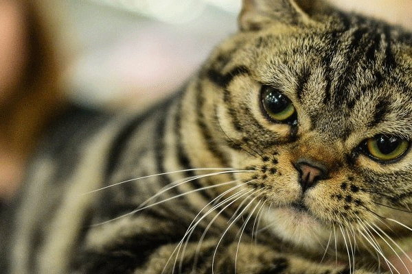 Kedi gözüyle bakacaklar