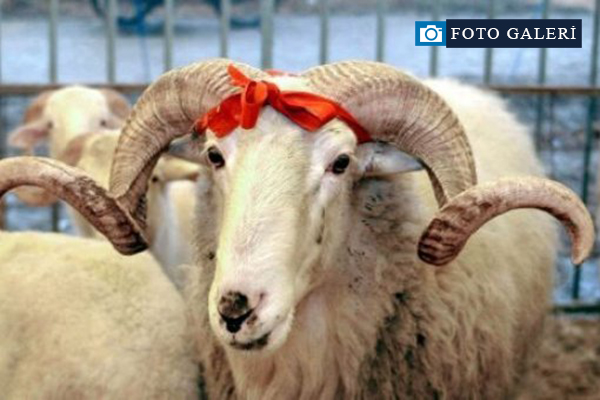 Kurbanlık almanın püf noktası