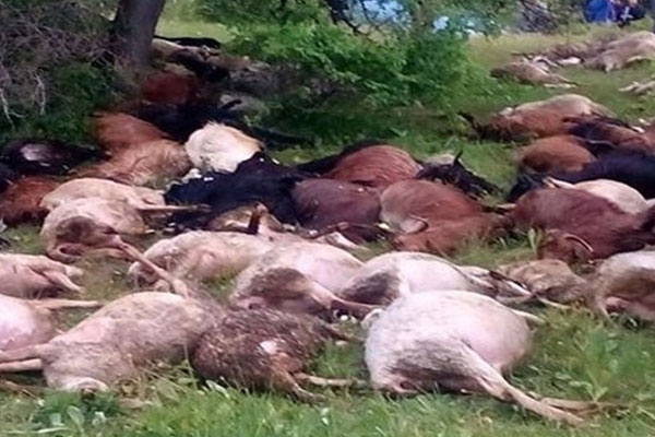 Konya'da 300 hayvan telef oldu