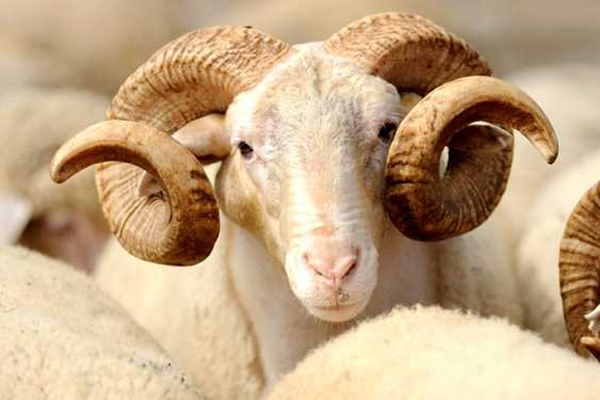 Kurbanlık hayvanlar kaç liradan satılıyor?