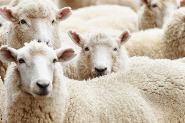 Kurban Bayramı tatili uzatılacak