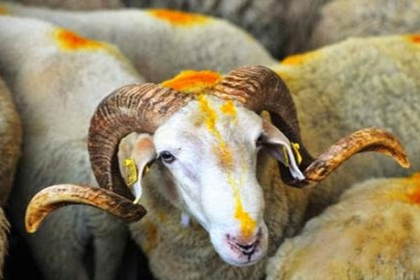 Kurban Bayramı tatili için son açıklama