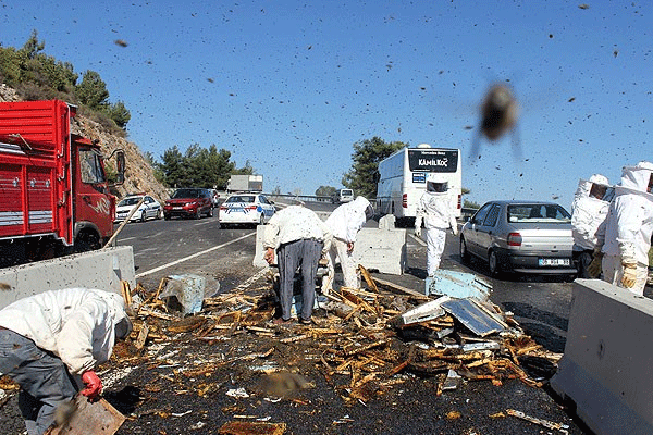 Muğla'da arılar dehşet saçtı