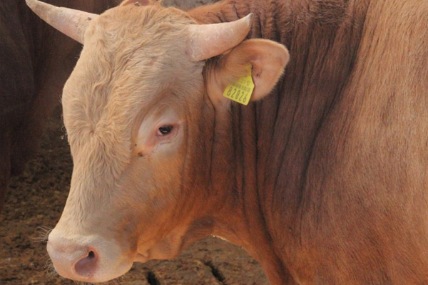 Kurbanlık alırken bunlara dikkat edin