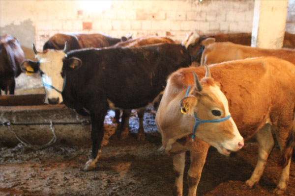 Bakanlıktan et fiyatı açıklaması