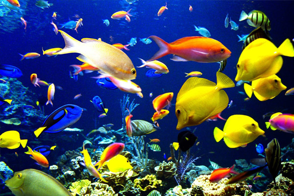 45 yılda deniz nüfusu yarıya indi