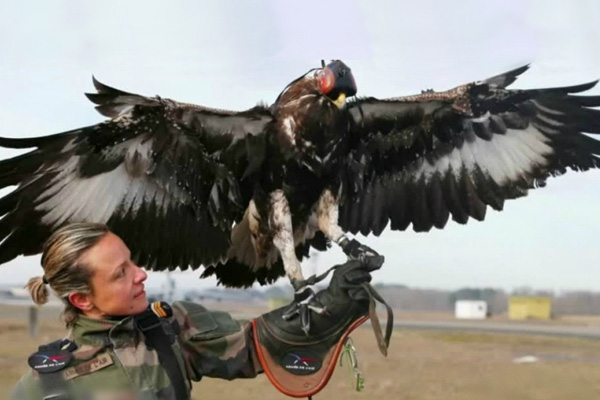 Fransa, drone için kartal eğitiyor