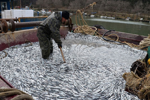 Üç bin kasa hamsiyle limana döndüler