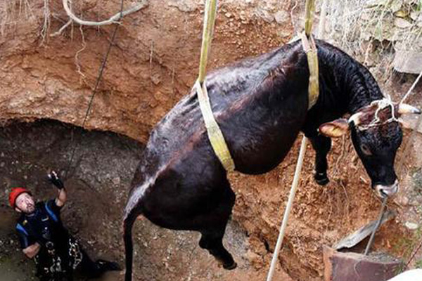 Kuyaya düşen inek güçlükle kurtarıldı