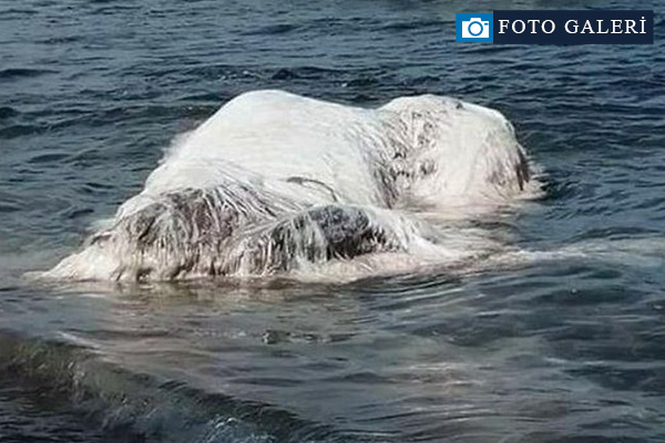 Kıyıya vuran 'beyaz tüylü dev yaratık' dehşete düşürdü!