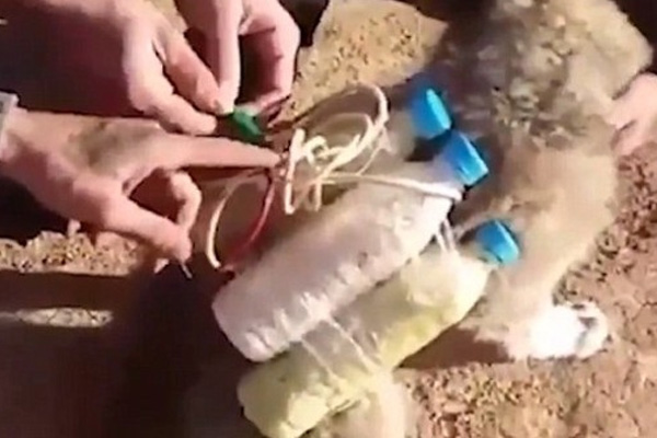 IŞİD yavru köpeğin sırtına bomba bağladı