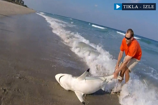 Köpek balığı kurtarma operasyonu