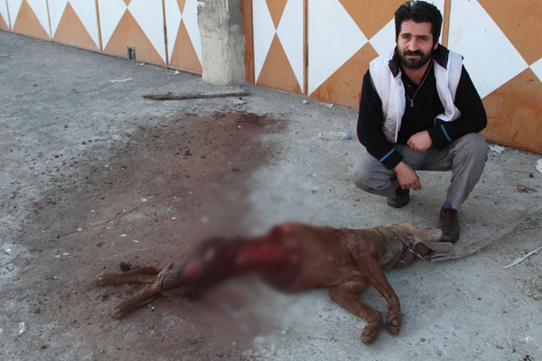 Erzurum Oltu'da kurtlar köpeği yedi!