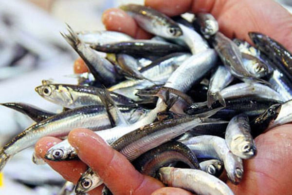 Balık fiyatları 25 liradan 5-7 liraya indi